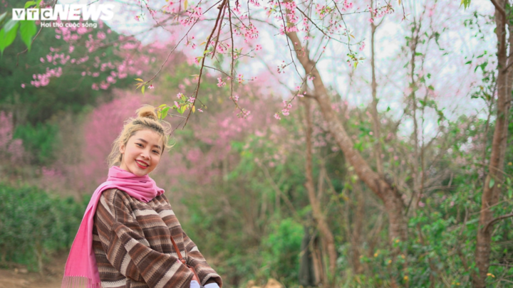 Ngắm mai anh đào nhuộm hồng thung lũng Lang Biang - 9