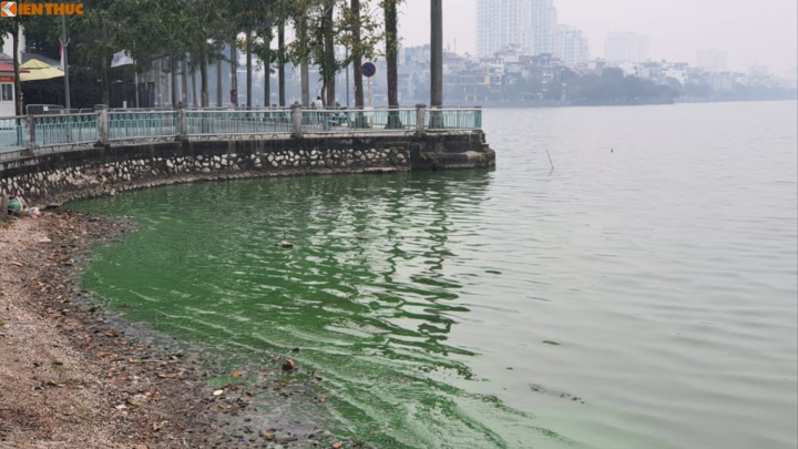 Nước hồ Tây chuyển màu xanh bất thường, người dân lo lắng - 8