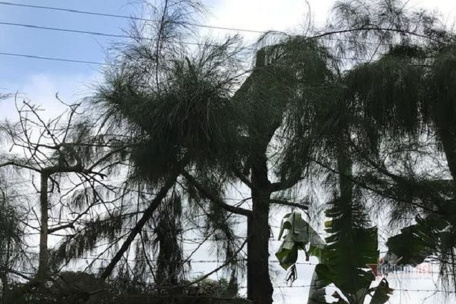 Nam sinh bị điện giật chết khi cắt tỉa cây: Cách chức hiệu trưởng - 1