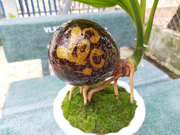 Dừa bonsai tài lộc đắt hàng dịp Tết Nguyên đán - 1