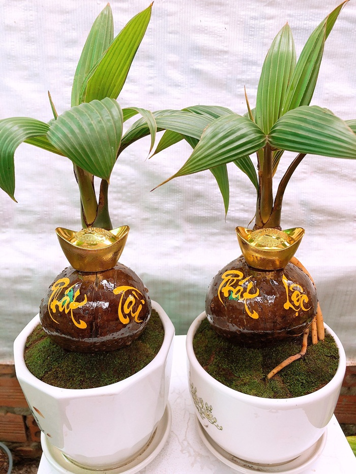 Dừa bonsai tài lộc đắt hàng dịp Tết Nguyên đán - 10