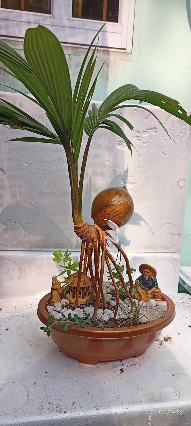 Dừa bonsai tài lộc đắt hàng dịp Tết Nguyên đán - 11