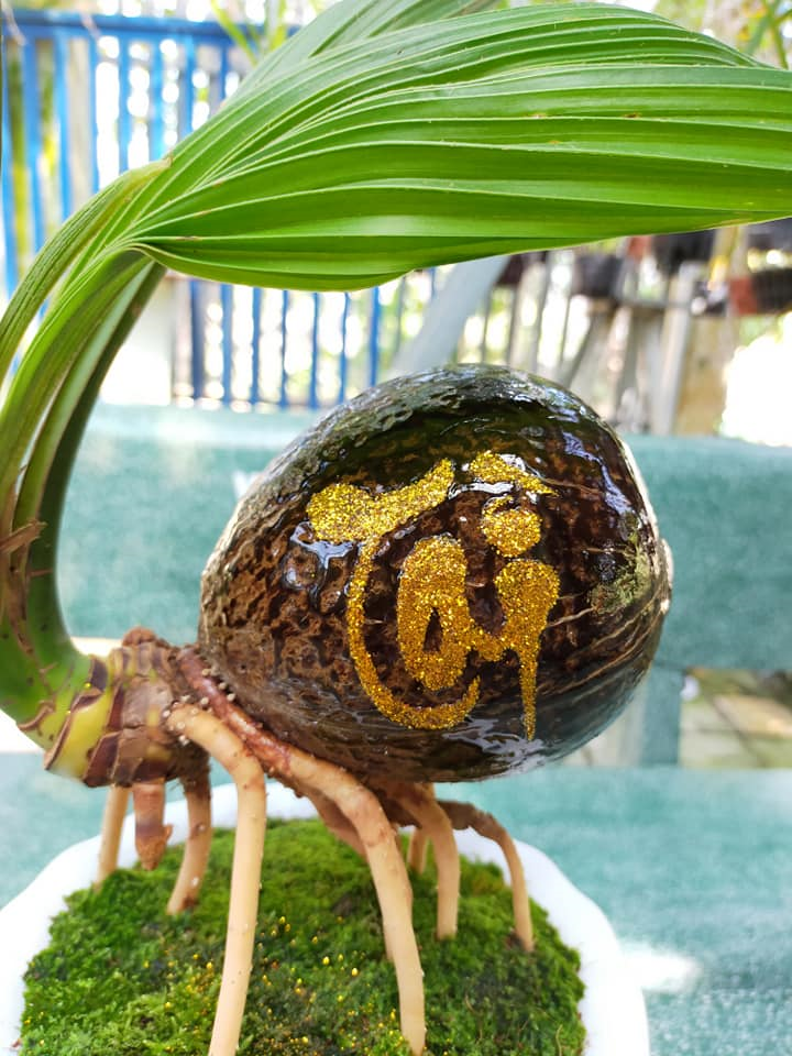 Dừa bonsai tài lộc đắt hàng dịp Tết Nguyên đán - 2