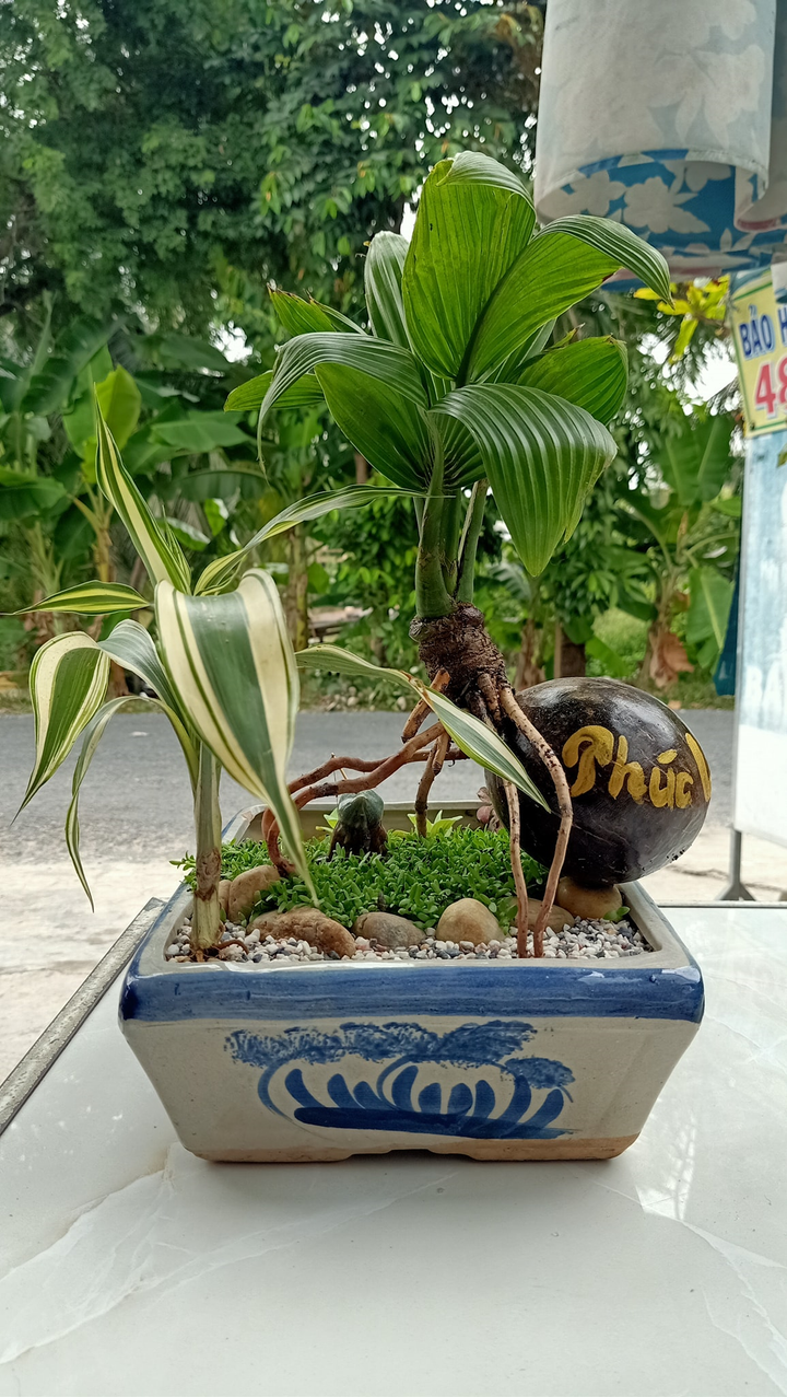 Dừa bonsai tài lộc đắt hàng dịp Tết Nguyên đán - 3