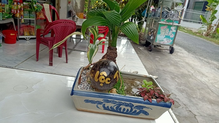 Dừa bonsai tài lộc đắt hàng dịp Tết Nguyên đán - 4