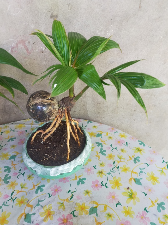 Dừa bonsai tài lộc đắt hàng dịp Tết Nguyên đán - 5