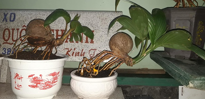 Dừa bonsai tài lộc đắt hàng dịp Tết Nguyên đán - 6