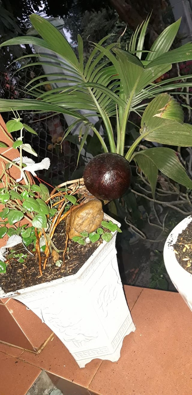 Dừa bonsai tài lộc đắt hàng dịp Tết Nguyên đán - 7