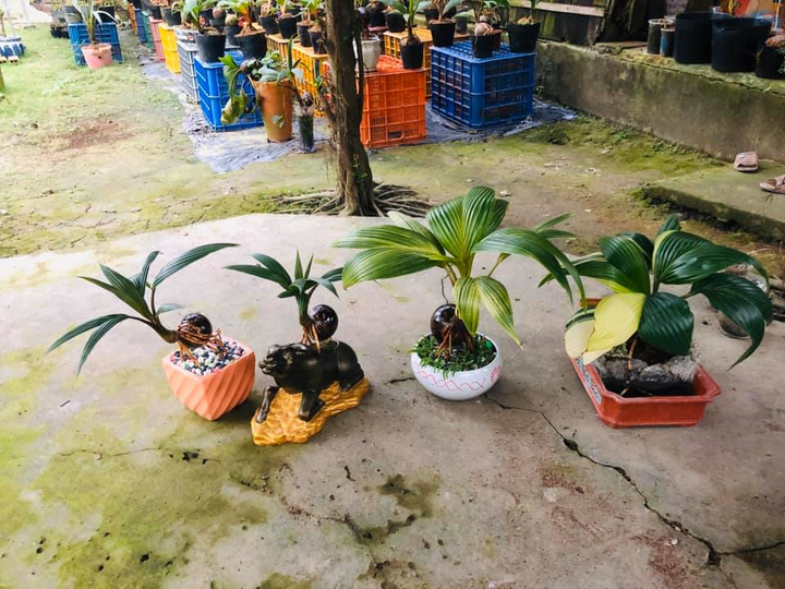 Dừa bonsai tài lộc đắt hàng dịp Tết Nguyên đán - 8