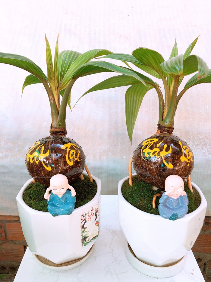Dừa bonsai tài lộc đắt hàng dịp Tết Nguyên đán - 9
