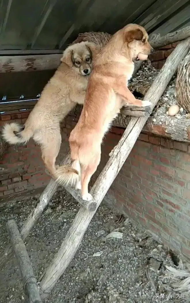 Vẻ mặt gây cười của chó mẹ khi bị bắt quả tang trèo thang trộm trứng gà - 1