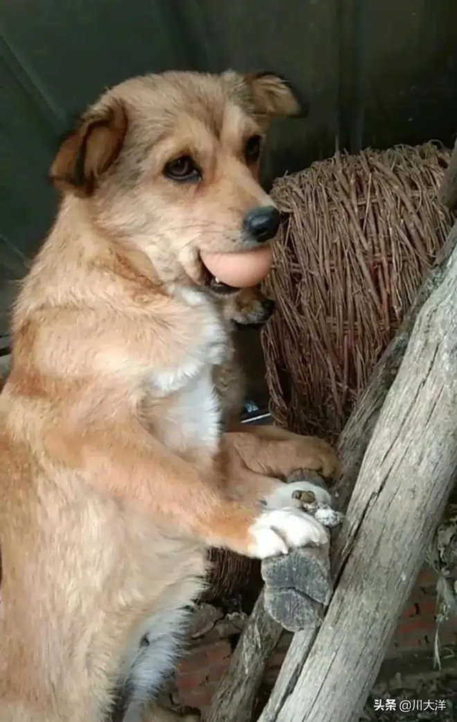 Vẻ mặt gây cười của chó mẹ khi bị bắt quả tang trèo thang trộm trứng gà - 3