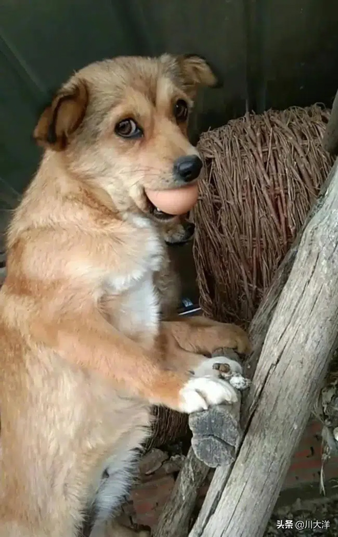 Vẻ mặt gây cười của chó mẹ khi bị bắt quả tang trèo thang trộm trứng gà - 4