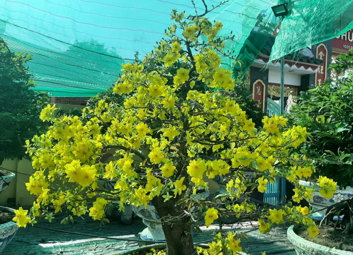 Ảnh: Thủ phủ mai Sài Gòn vào vụ Tết - 5