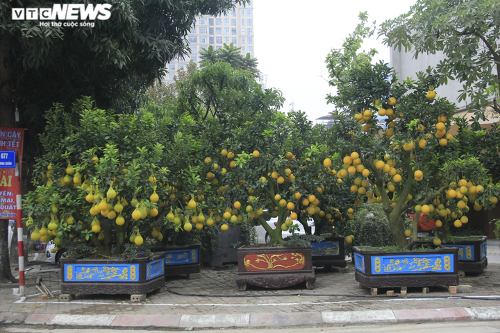 Ảnh: Ngắm bưởi Diễn bonsai hơn 100 quả, giá hàng chục triệu đồng - 1