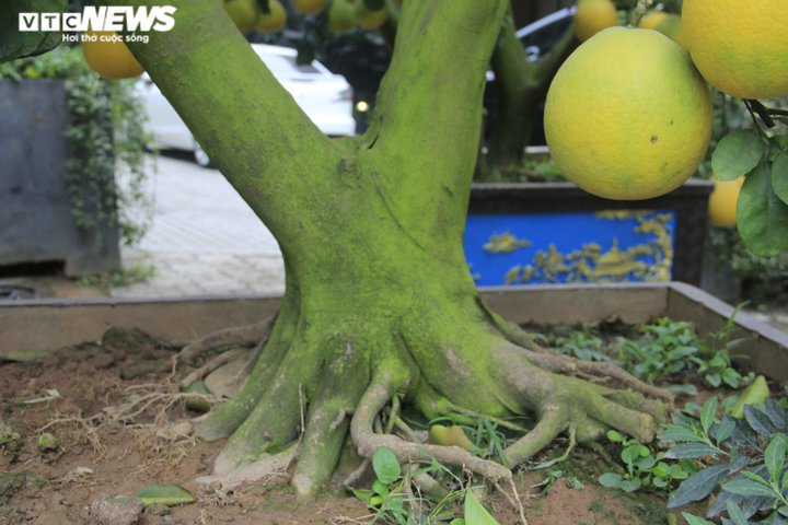 Ảnh: Ngắm bưởi Diễn bonsai hơn 100 quả, giá hàng chục triệu đồng - 9