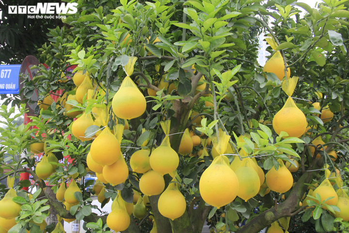Ảnh: Ngắm bưởi Diễn bonsai hơn 100 quả, giá hàng chục triệu đồng - 12
