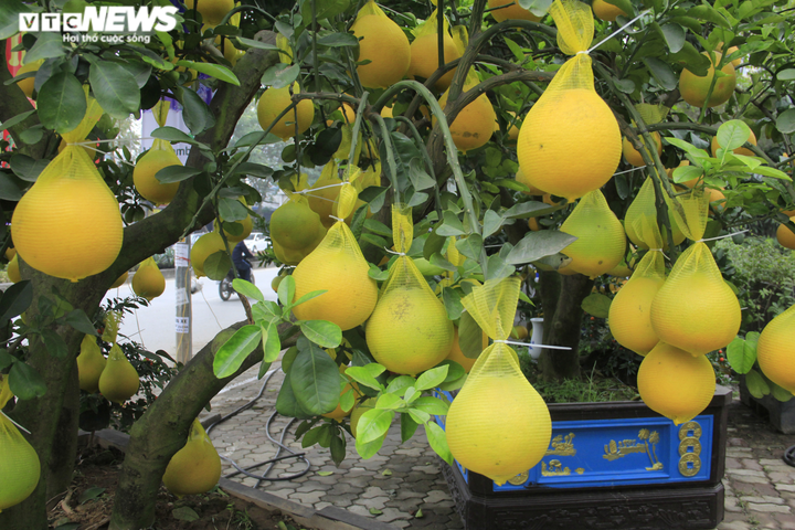 Ảnh: Ngắm bưởi Diễn bonsai hơn 100 quả, giá hàng chục triệu đồng - 2