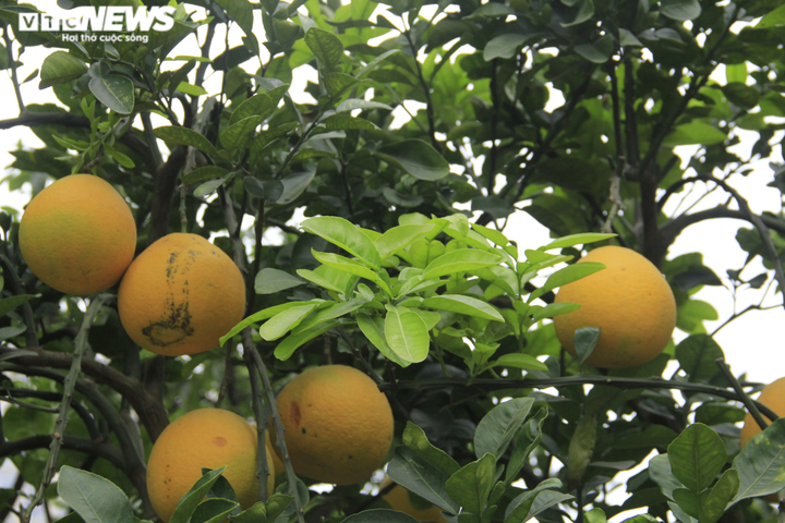 Ảnh: Ngắm bưởi Diễn bonsai hơn 100 quả, giá hàng chục triệu đồng - 6