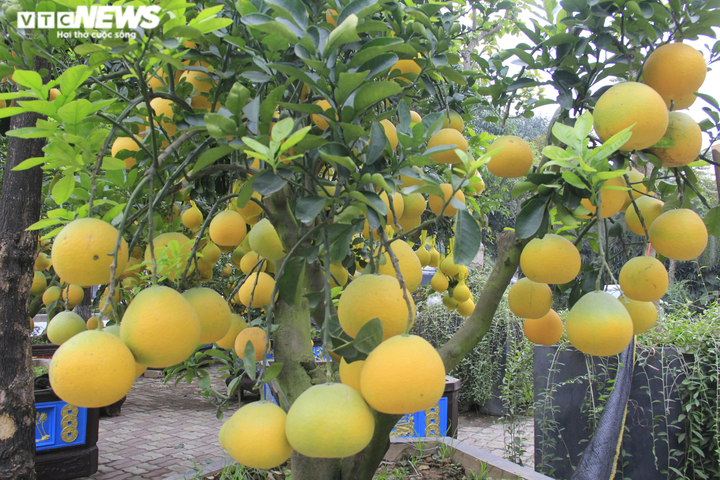 Ảnh: Ngắm bưởi Diễn bonsai hơn 100 quả, giá hàng chục triệu đồng - 4