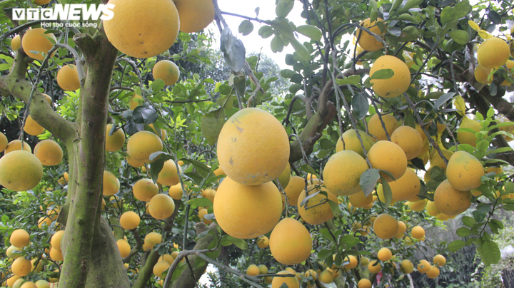 Ảnh: Ngắm bưởi Diễn bonsai hơn 100 quả, giá hàng chục triệu đồng - 3