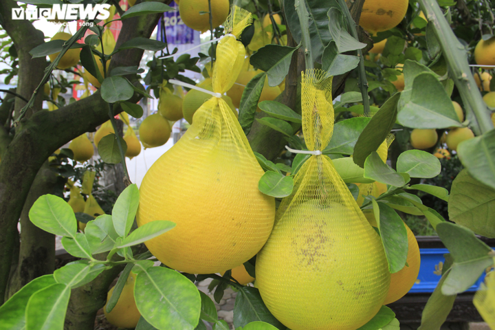 Ảnh: Ngắm bưởi Diễn bonsai hơn 100 quả, giá hàng chục triệu đồng - 8