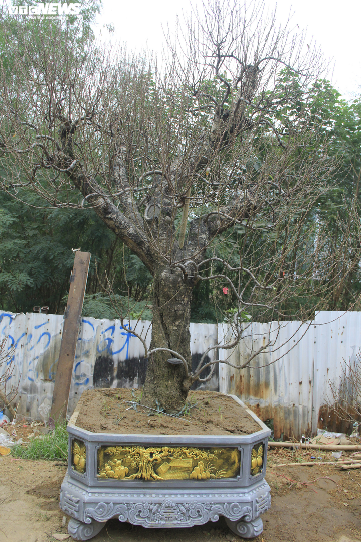 Đào cổ thụ giá trăm triệu đồng xuống đường đón Tết Tân Sửu - 2