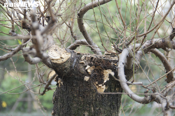 Đào cổ thụ giá trăm triệu đồng xuống đường đón Tết Tân Sửu - 12