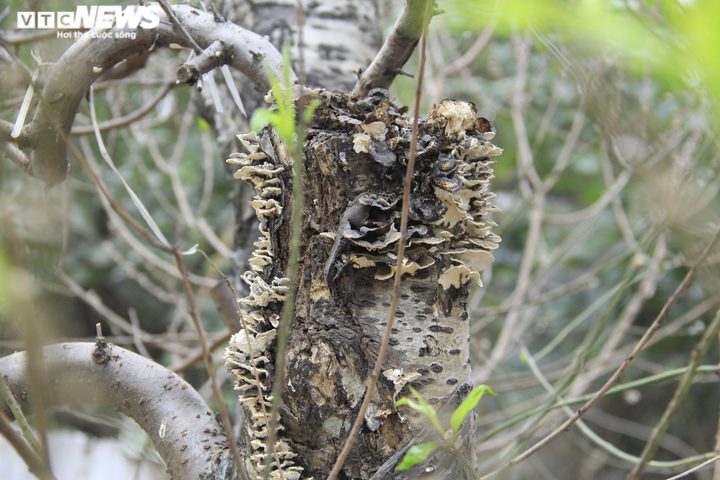 Đào cổ thụ giá trăm triệu đồng xuống đường đón Tết Tân Sửu - 13