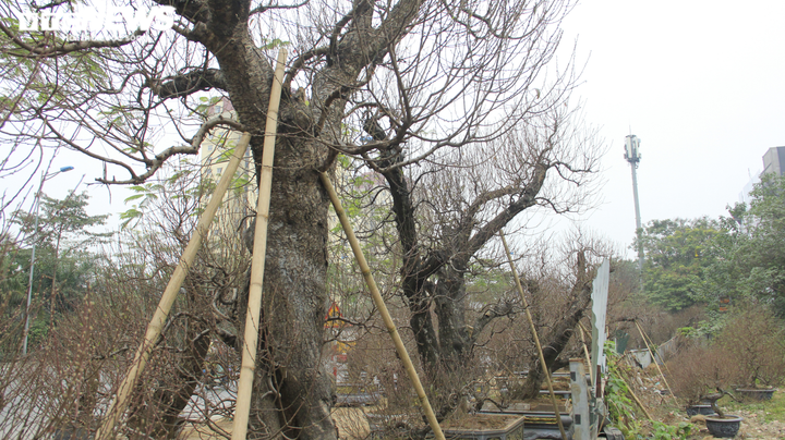 Đào cổ thụ giá trăm triệu đồng xuống đường đón Tết Tân Sửu - 14