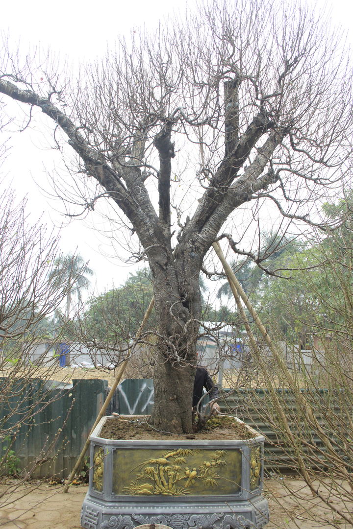 Đào cổ thụ giá trăm triệu đồng xuống đường đón Tết Tân Sửu - 6