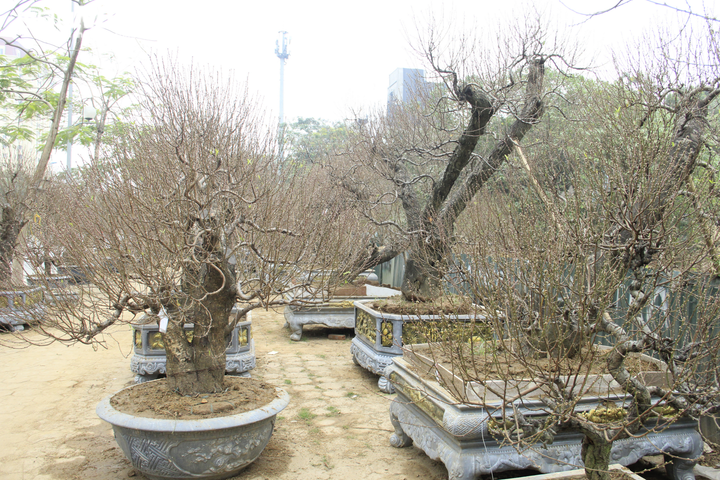 Đào cổ thụ giá trăm triệu đồng xuống đường đón Tết Tân Sửu - 11