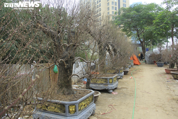 Đào cổ thụ giá trăm triệu đồng xuống đường đón Tết Tân Sửu - 1