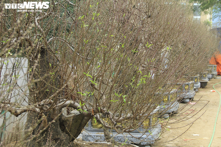 Đào cổ thụ giá trăm triệu đồng xuống đường đón Tết Tân Sửu - 15
