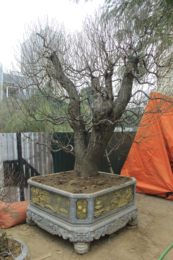 Đào cổ thụ giá trăm triệu đồng xuống đường đón Tết Tân Sửu - 3