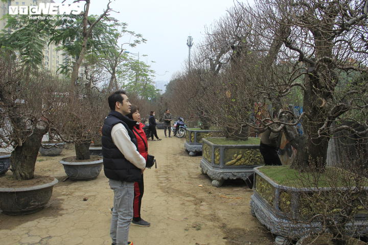 Đào cổ thụ giá trăm triệu đồng xuống đường đón Tết Tân Sửu - 5