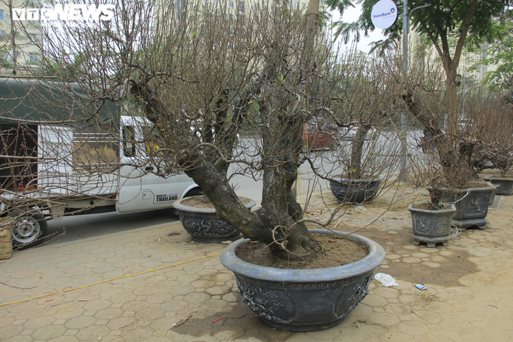 Đào cổ thụ giá trăm triệu đồng xuống đường đón Tết Tân Sửu - 8
