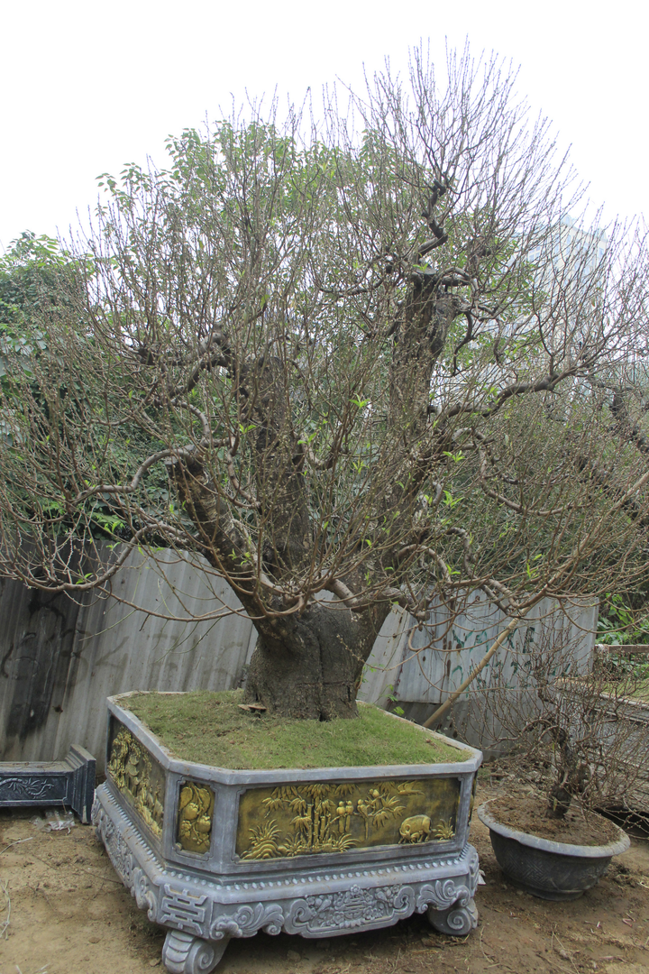 Đào cổ thụ giá trăm triệu đồng xuống đường đón Tết Tân Sửu - 9