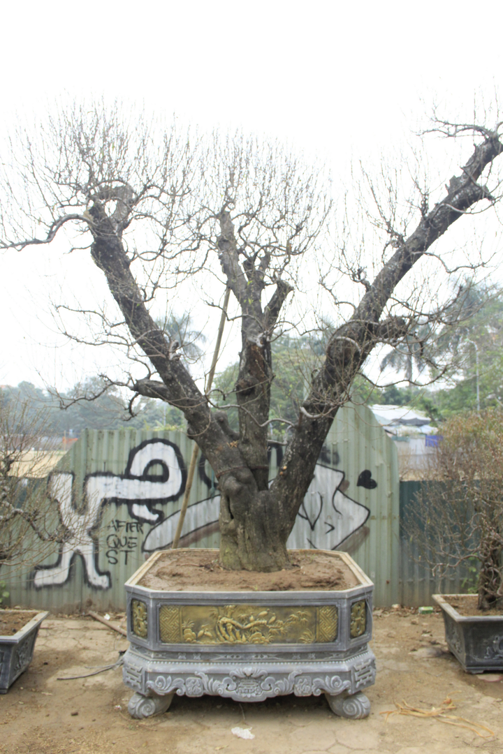 Đào cổ thụ giá trăm triệu đồng xuống đường đón Tết Tân Sửu - 7