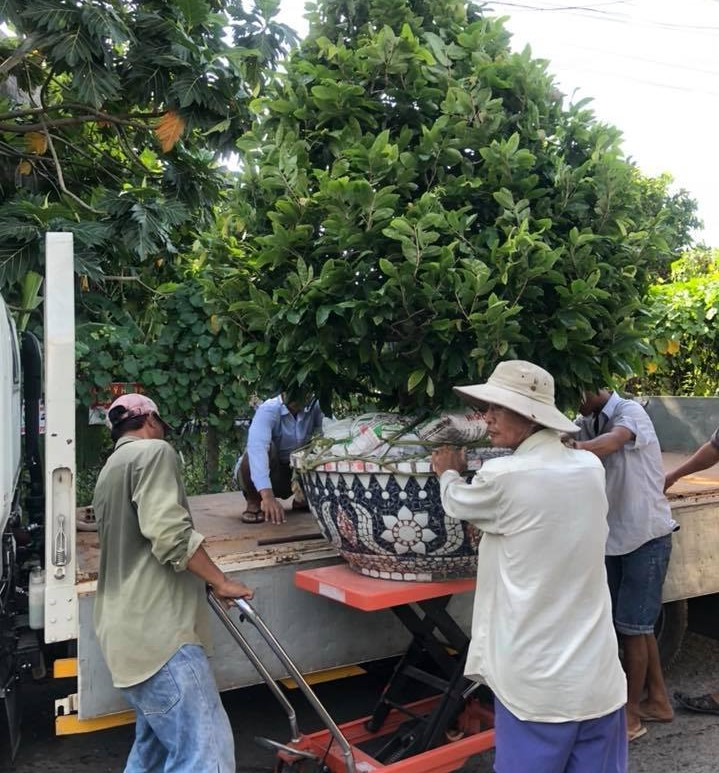Ảnh: Thủ phủ mai Sài Gòn vào vụ Tết - 7