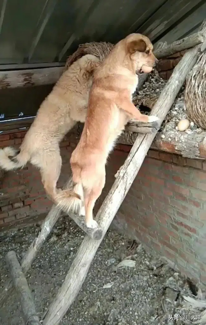 Vẻ mặt gây cười của chó mẹ khi bị bắt quả tang trèo thang trộm trứng gà - 2