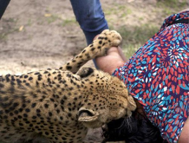 Mê chụp ảnh sống ảo, người phụ nữ bị báo đốm ngoạm tóc lôi đi - 2