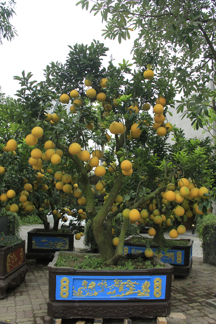 Ảnh: Ngắm bưởi Diễn bonsai hơn 100 quả, giá hàng chục triệu đồng - 11