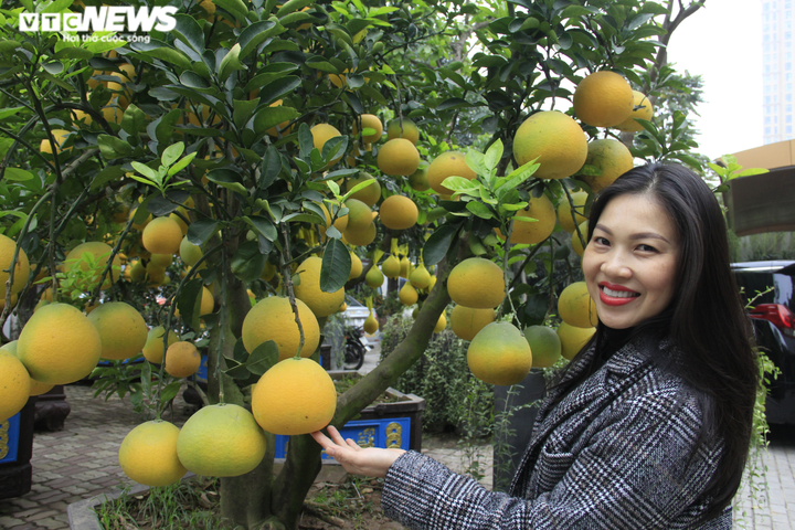 Ảnh: Ngắm bưởi Diễn bonsai hơn 100 quả, giá hàng chục triệu đồng - 18