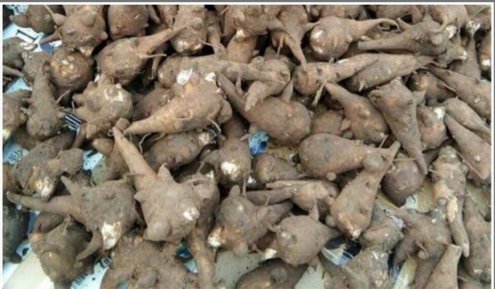 Uống rượu ngâm củ ấu tàu, cụ ông 66 tuổi ở Cao Bằng suýt chết - 1