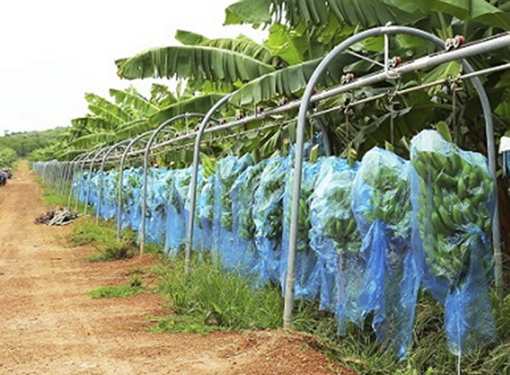 Ông Trần Bá Dương làm Chủ tịch HĐQT HAGL Agrico - 1