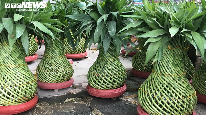 Chế tạo cây phát lộc độc lạ bán ngày Tết, cả làng ở Thái Bình đổi đời - 9
