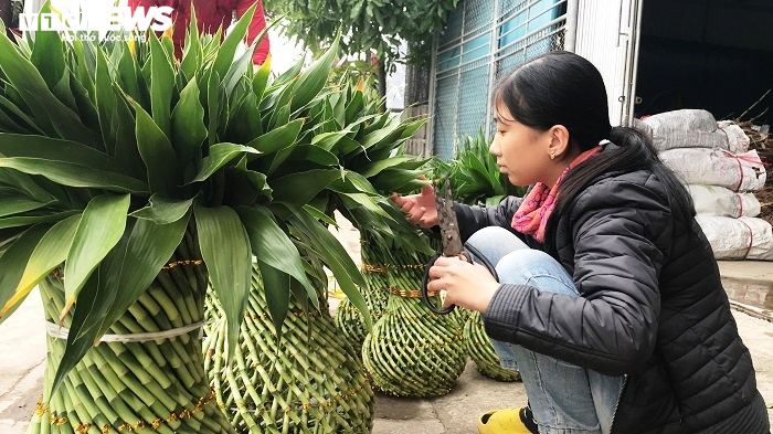 Chế tạo cây phát lộc độc lạ bán ngày Tết, cả làng ở Thái Bình đổi đời - 15