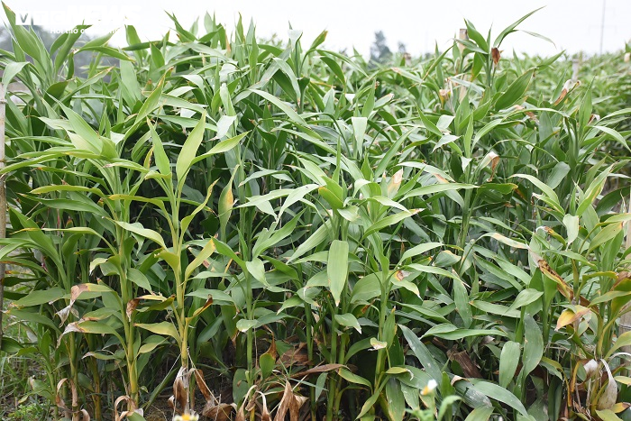 Chế tạo cây phát lộc độc lạ bán ngày Tết, cả làng ở Thái Bình đổi đời - 3