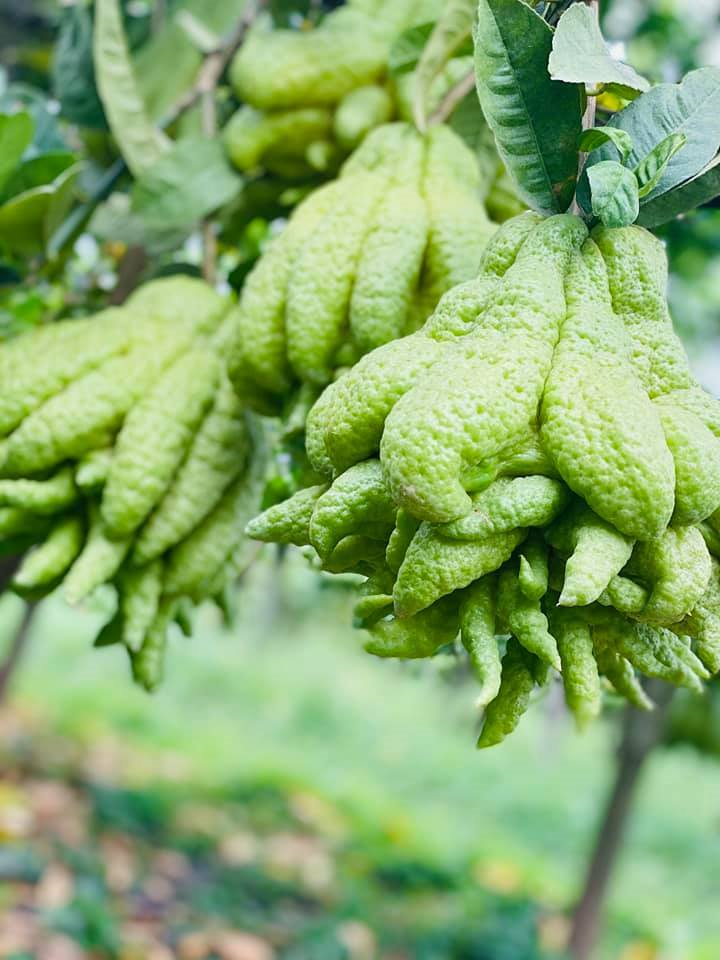 50 triệu mua 500 quả phật thủ bán Tết, 10 ngày ăn lãi gấp đôi - 3